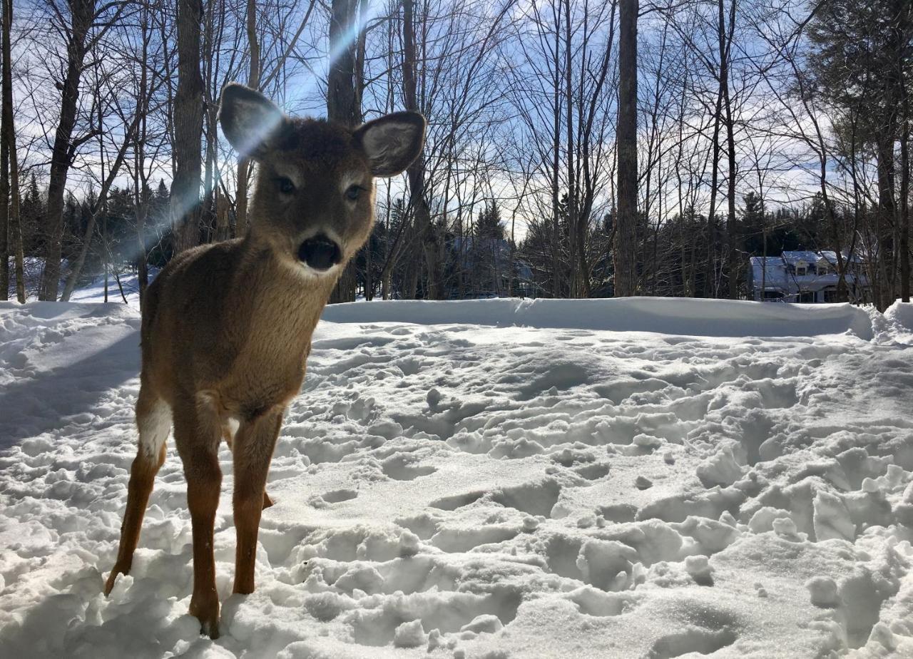 Le Sous-Bois Apartman Mont-Tremblant Kültér fotó